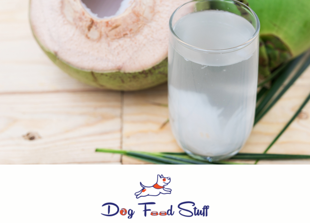 Can Dogs Drink Coconut Water photo