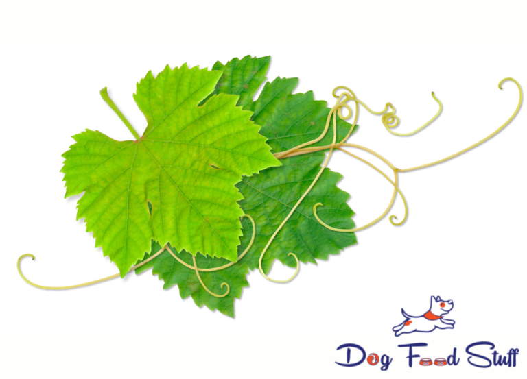 Can Dogs Eat Grape Leaves Expert Opinion photo