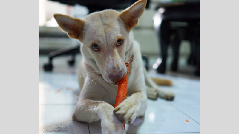 Carrots for dogs photo