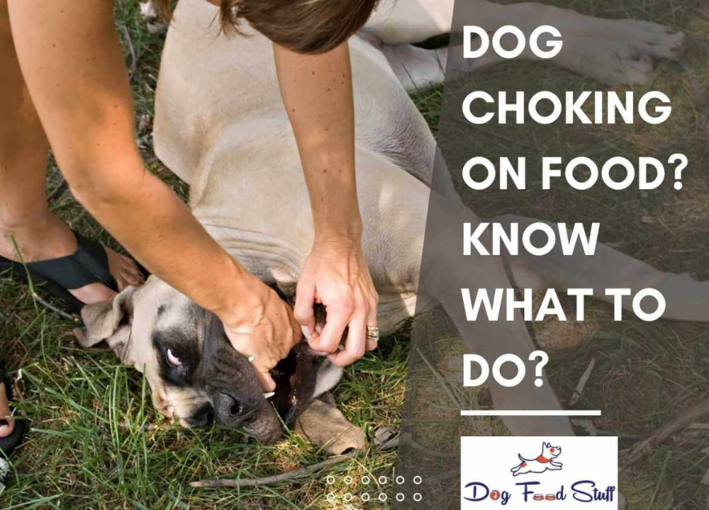Know What to Do Dog Choking on Food Emergency Guide photo