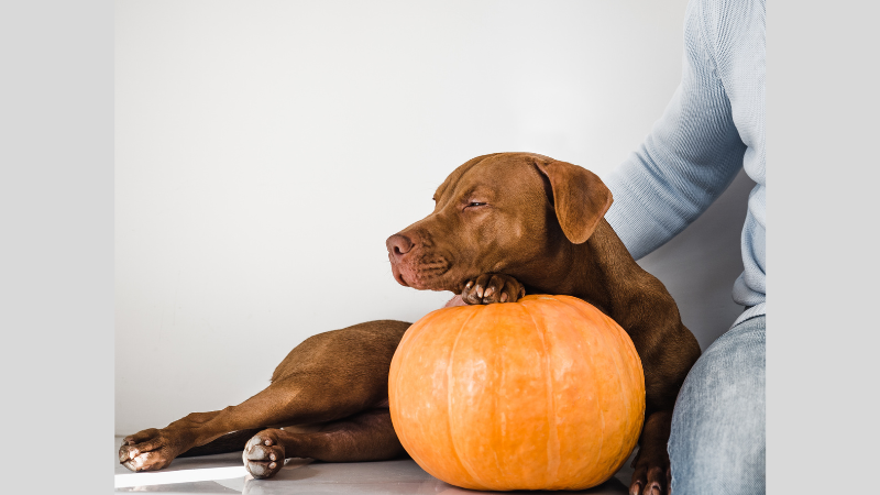 Pumpkin for dogs photo