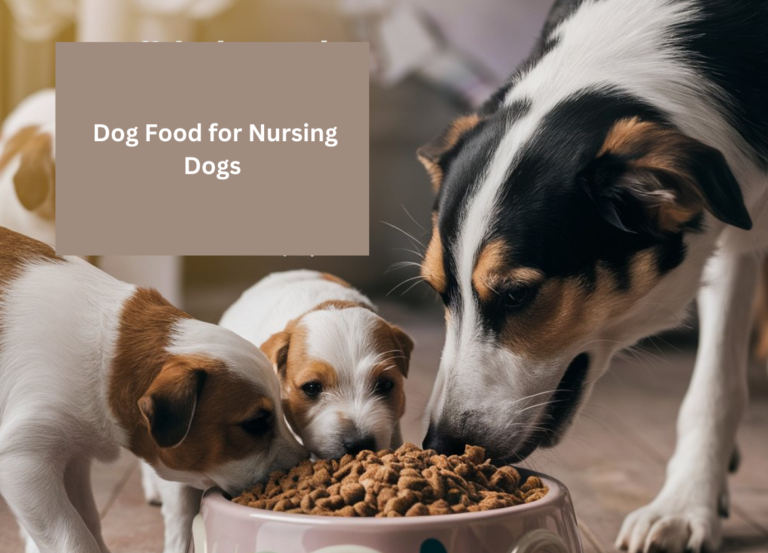 Dog Food for Nursing Dogs